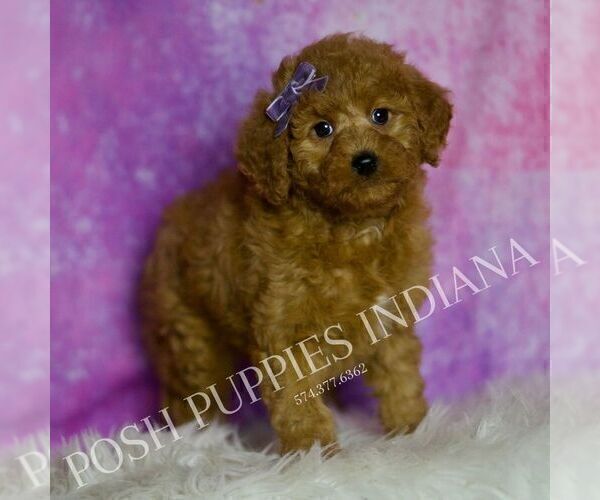 Medium Photo #3 Goldendoodle (Miniature) Puppy For Sale in WARSAW, IN, USA