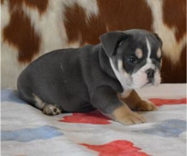 Medium Photo #4 English Bulldog Puppy For Sale in MARSHFIELD, MO, USA