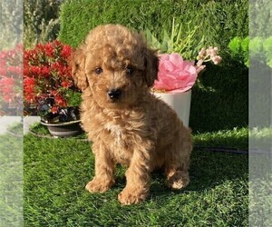 Poodle (Toy) Puppy for sale in NASHVILLE, TN, USA