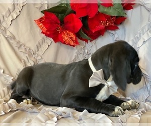 Cocker Spaniel-Staffordshire Bull Terrier Mix Puppy for sale in LANCASTER, PA, USA