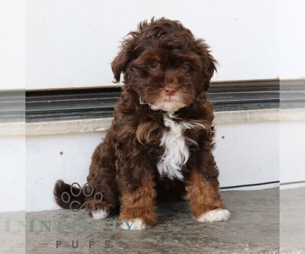 Medium Photo #1 Bernedoodle (Miniature) Puppy For Sale in NARVON, PA, USA