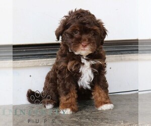 Medium Bernedoodle (Miniature)