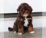 Small Bernedoodle (Miniature)