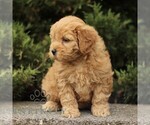 Small #3 Goldendoodle (Miniature)