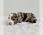 Puppy Meeko Aussiedoodle Miniature -Miniature Bernedoodle Mix