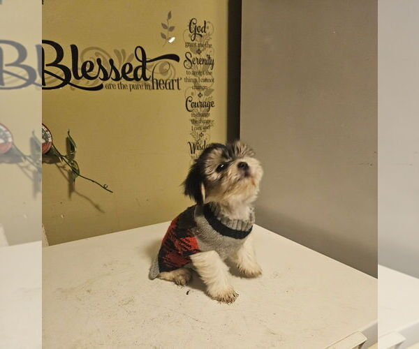 Medium Photo #1 Morkie Puppy For Sale in SHREVEPORT, LA, USA