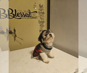 Morkie Puppy for sale in SHREVEPORT, LA, USA