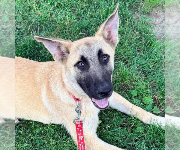 Medium Photo #2 Anatolian Shepherd-Unknown Mix Puppy For Sale in Canton, CT, USA