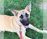 Small #1 Anatolian Shepherd Mix