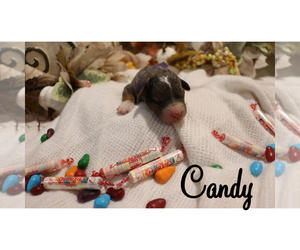 Medium Bernedoodle (Miniature)