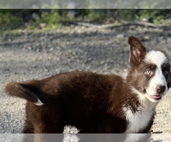 Medium Photo #2 German Shepherd Dog Puppy For Sale in LITTLE ROCK, AR, USA