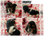 Puppy Truffle Basset Hound