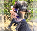 Small Rat Terrier Mix