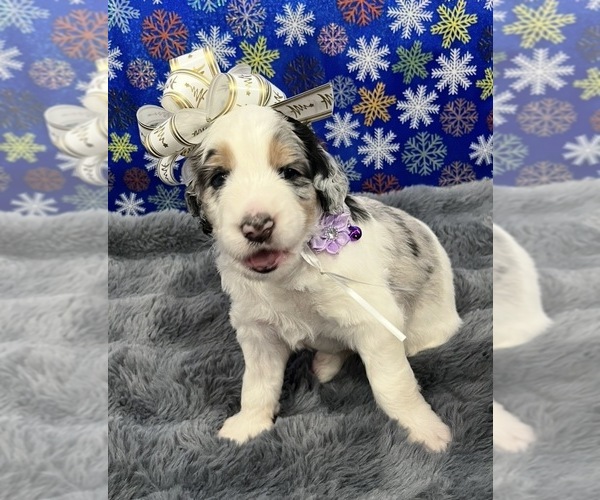 Medium Photo #22 Bernedoodle Puppy For Sale in CLEVELAND, TN, USA