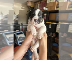 - Mix Dogs for adoption in The Woodlands, TX, USA