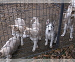 Small Photo #2 Siberian Husky Puppy For Sale in MOWEAQUA, IL, USA