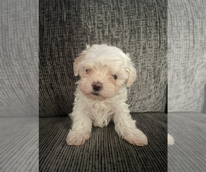 Maltipoo Puppy for sale in COLUMBIA, SC, USA