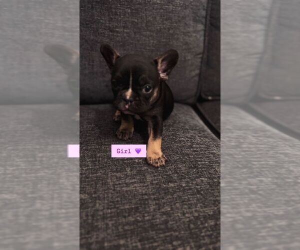 Medium Photo #6 French Bulldog Puppy For Sale in RIALTO, CA, USA