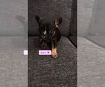 Small #4 French Bulldog