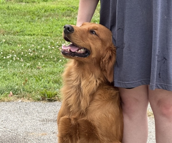 Medium Photo #1 Golden Retriever Puppy For Sale in LEBANON, IL, USA