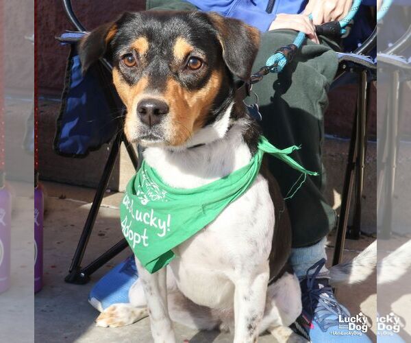 Medium Photo #4 Beagle-Unknown Mix Puppy For Sale in Washington, DC, USA