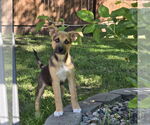 Small #4 Mutt