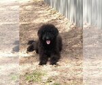 Small #4 Poodle (Standard) Mix
