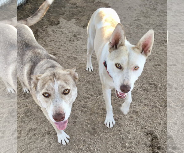 Medium Photo #4 Siberian Husky-Unknown Mix Puppy For Sale in Lancaster, CA, USA