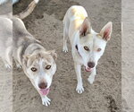Small #3 Siberian Husky Mix