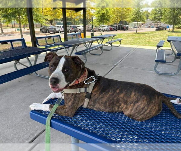 Medium Photo #2 American Staffordshire Terrier Puppy For Sale in Lawrenceville, NJ, USA