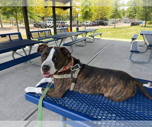 Sebastian - Male American Staffordshire Terrier Dog for Adoption - Photo #2