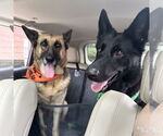 Small #7 German Shepherd Dog Mix