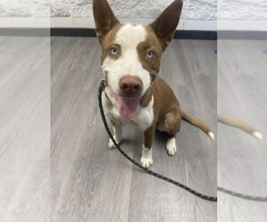 Gerberian Shepsky Dogs for adoption in Evansville, IN, USA