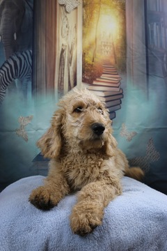 Medium Photo #1 Labradoodle Puppy For Sale in CHICO, CA, USA