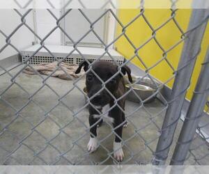 Labrador Retriever-Unknown Mix Dogs for adoption in Temple, TX, USA