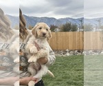 Puppy 2 Poodle (Standard)