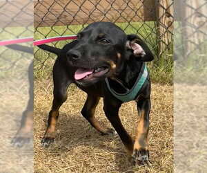 Geoff - Male Bulldog-Labrador Retriever Mix Dog for Adoption - Photo #2