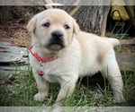 Image preview for Ad Listing. Nickname: Trixy