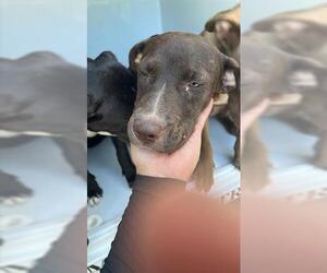 American Pit Bull Terrier-Unknown Mix Dogs for adoption in Houston, TX, USA
