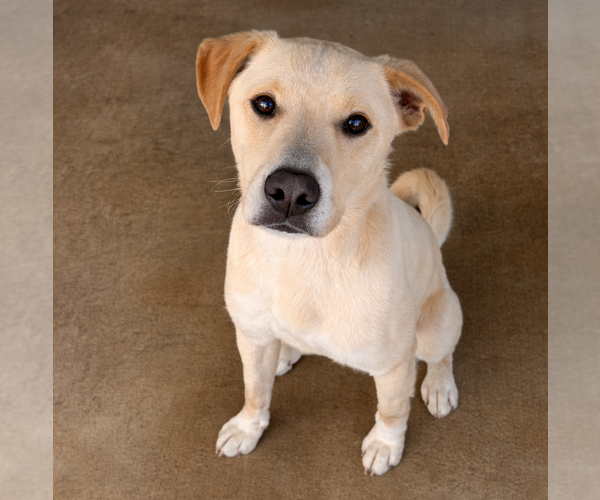 Medium Photo #2 Shepradors Puppy For Sale in Sistersville, WV, USA