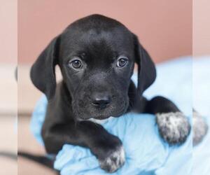 Unknown-Weimaraner Mix Dogs for adoption in San Antonio, TX, USA