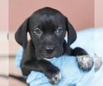 Small Weimaraner Mix