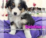 Puppy Solstice Australian Shepherd