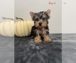 Small Photo #3 Yorkshire Terrier Puppy For Sale in BEECH GROVE, IN, USA