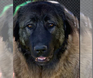 Caucasian Shepherd Dog Puppy for sale in SALISBURY, NC, USA