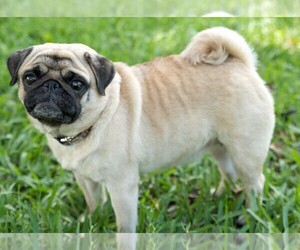 Pug Puppy for sale in LAKE WORTH, FL, USA