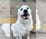 Small #2 Labrador Retriever Mix