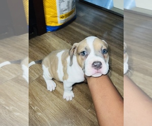 American Bully Puppy for sale in COLUMBUS, OH, USA