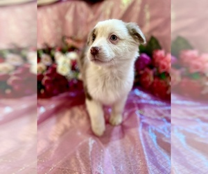 Australian Shepherd Puppy for sale in SPRINGFIELD, MN, USA