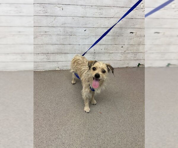 Medium Photo #1 Mutt Puppy For Sale in San Bernardino, CA, USA